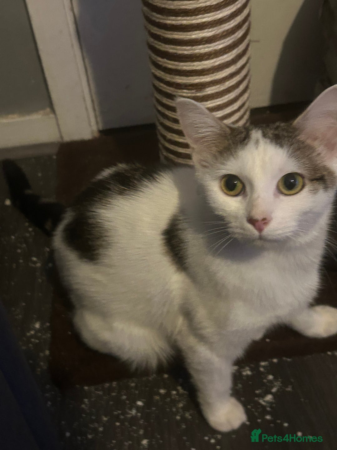 Domestic Shorthair cats for sale: Domestic short hair! - Advert 1