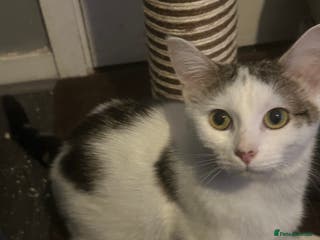 Domestic Shorthair cats Domestic short hair! - Advert 8