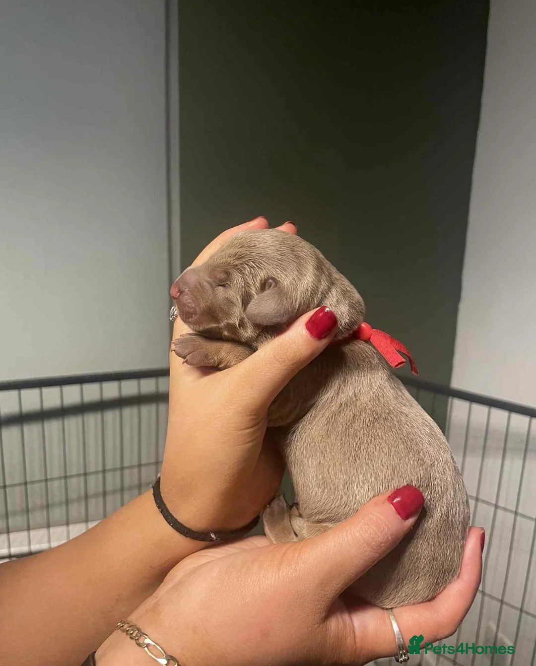 Dobermann dogs for sale: Chocolate & Isabella Doberman puppies for sale  - Advert 8