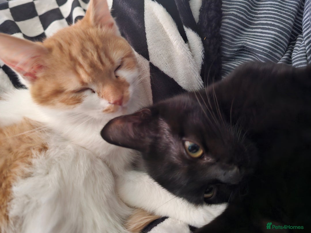 Mixed Breed cats for sale: Female ginger cat - Advert 3