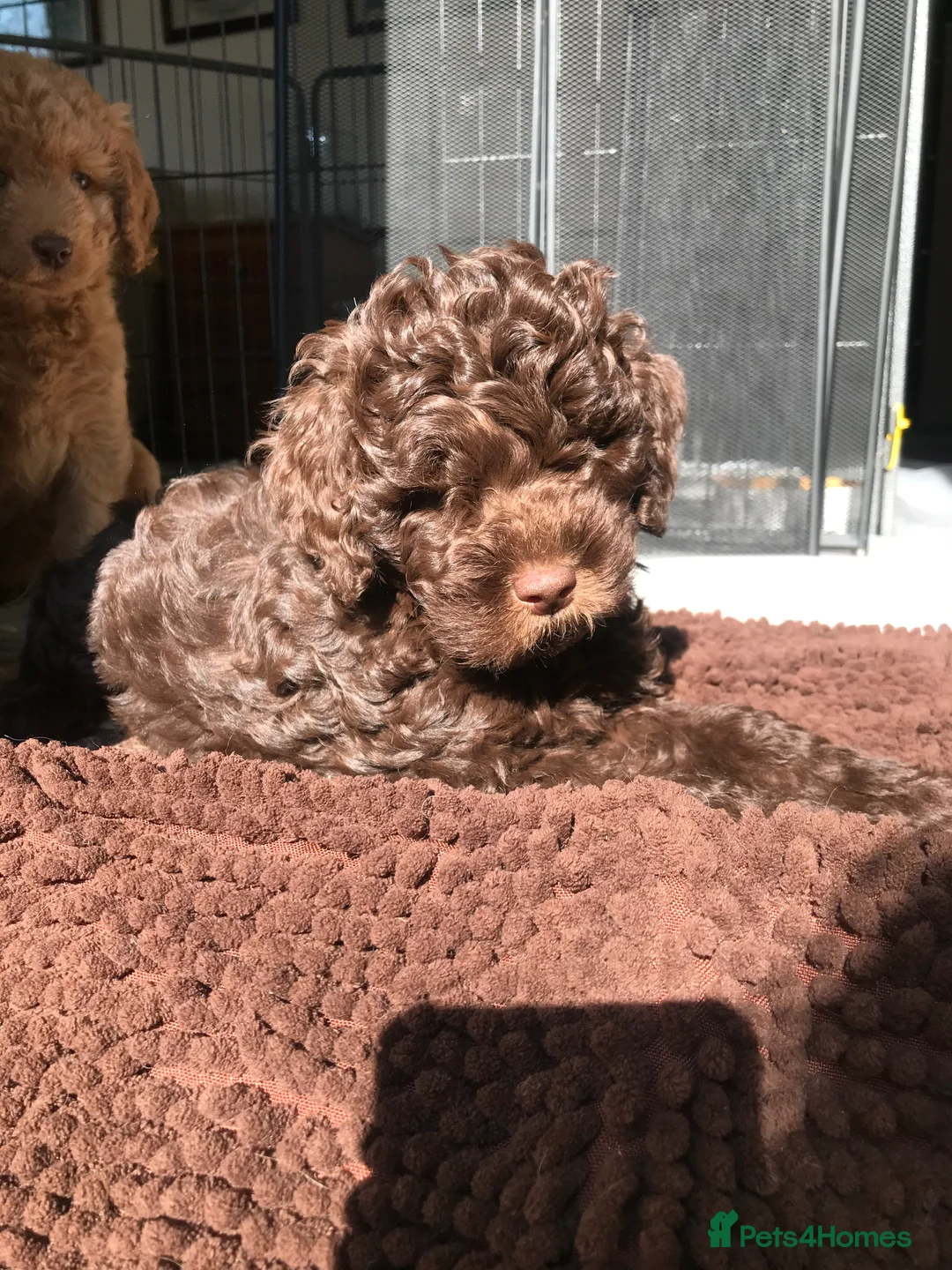 Labradoodle dogs for stud: Gorgeous blue Merle labradoodle stud in Swadlincote - Advert 23