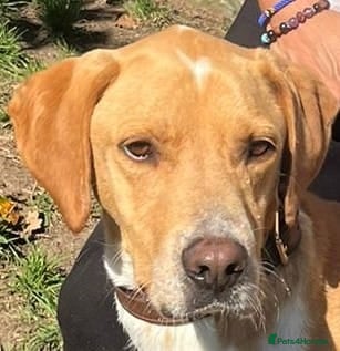 Pointer dogs Einar, a gorgeous pointer mix - Advert 2