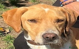 Pointer dogs for adoption: Einar, a gorgeous pointer mix - Image 1