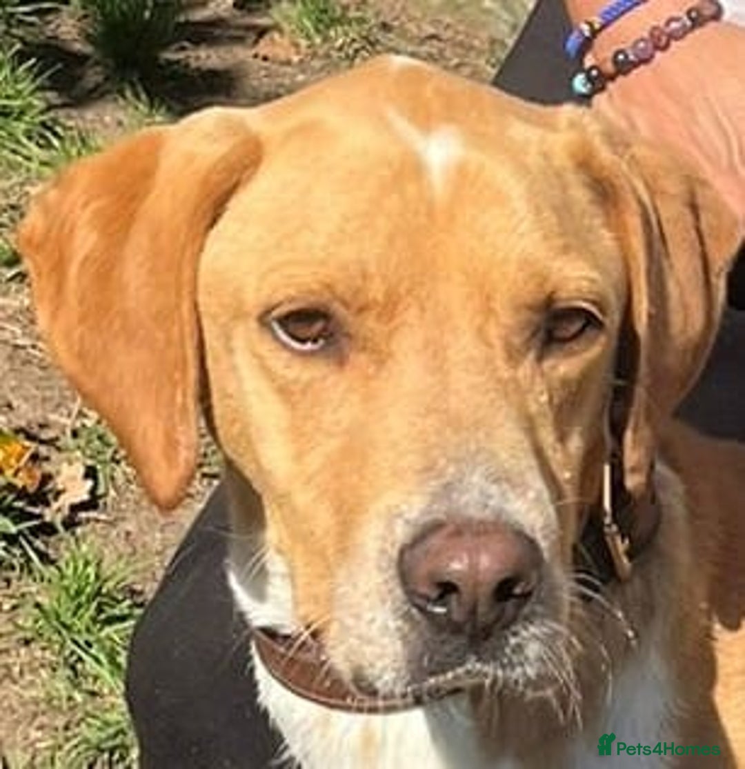 Pointer dogs for adoption: Einar, a gorgeous pointer mix - Image 1