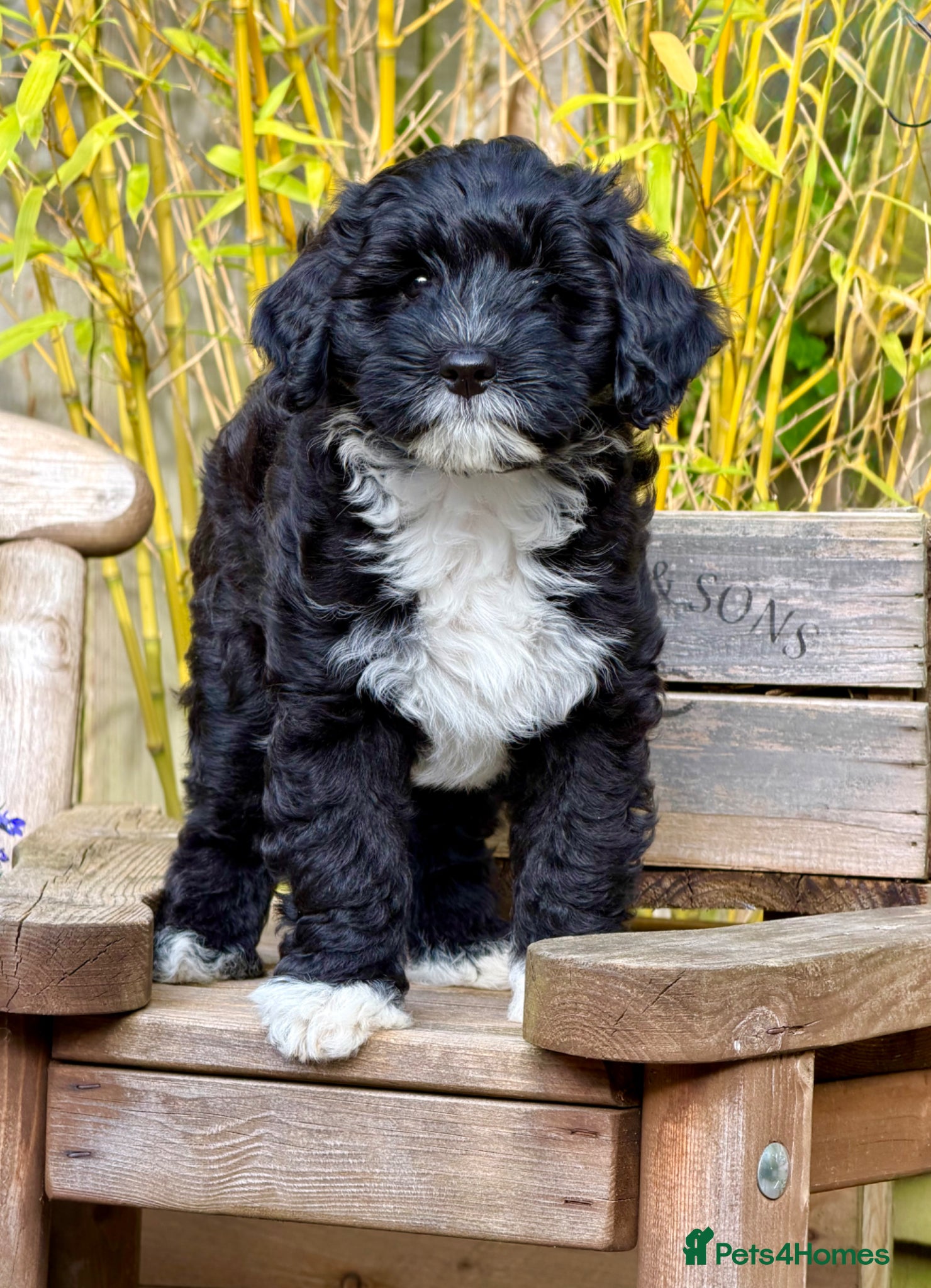 Australian Labradoodle dogs Health Tested Multigen Australian Double Doodles - Advert 2