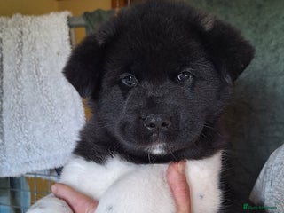 Akita dogs Quality Akita Baby Girl (KC Registered) - Advert 1