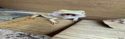 Bearded Dragon reptiles for sale: Bearded Dragon for Sale - Advert 6