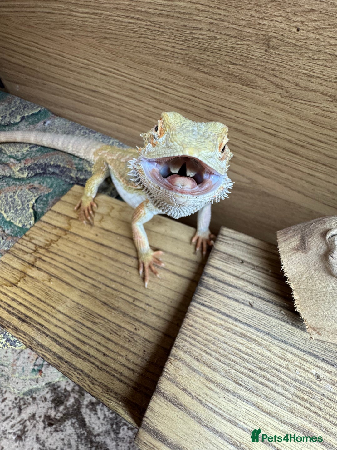 Bearded Dragon reptiles for sale: Bearded Dragon for Sale - Advert 6