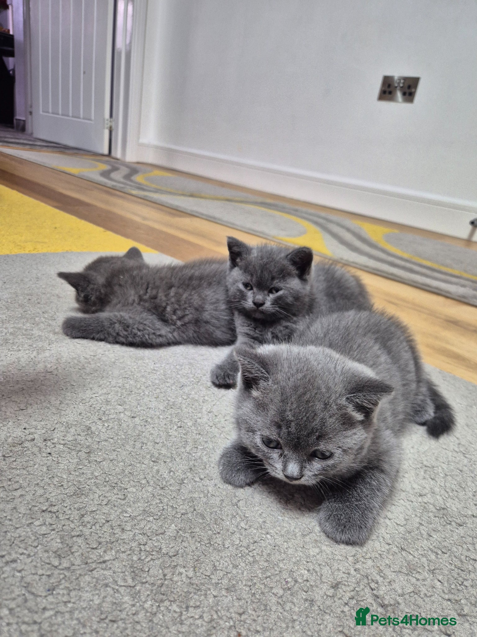 British Shorthair cats for sale: 2 male kittens - Advert 5