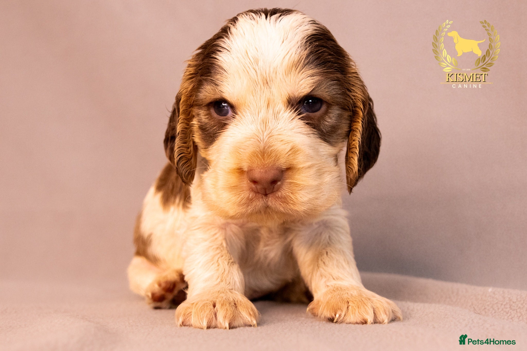 Cocker Spaniel dogs TRUE SHOW TYPE COCKER SPANIELS - Advert 1