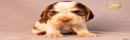 Cocker Spaniel dogs for sale: TRUE SHOW TYPE COCKER SPANIELS - Advert 7