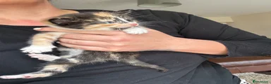 Mixed Breed Kitten 2