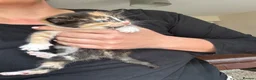 Mixed Breed cats for sale: Stunning Kittens - Advert 10