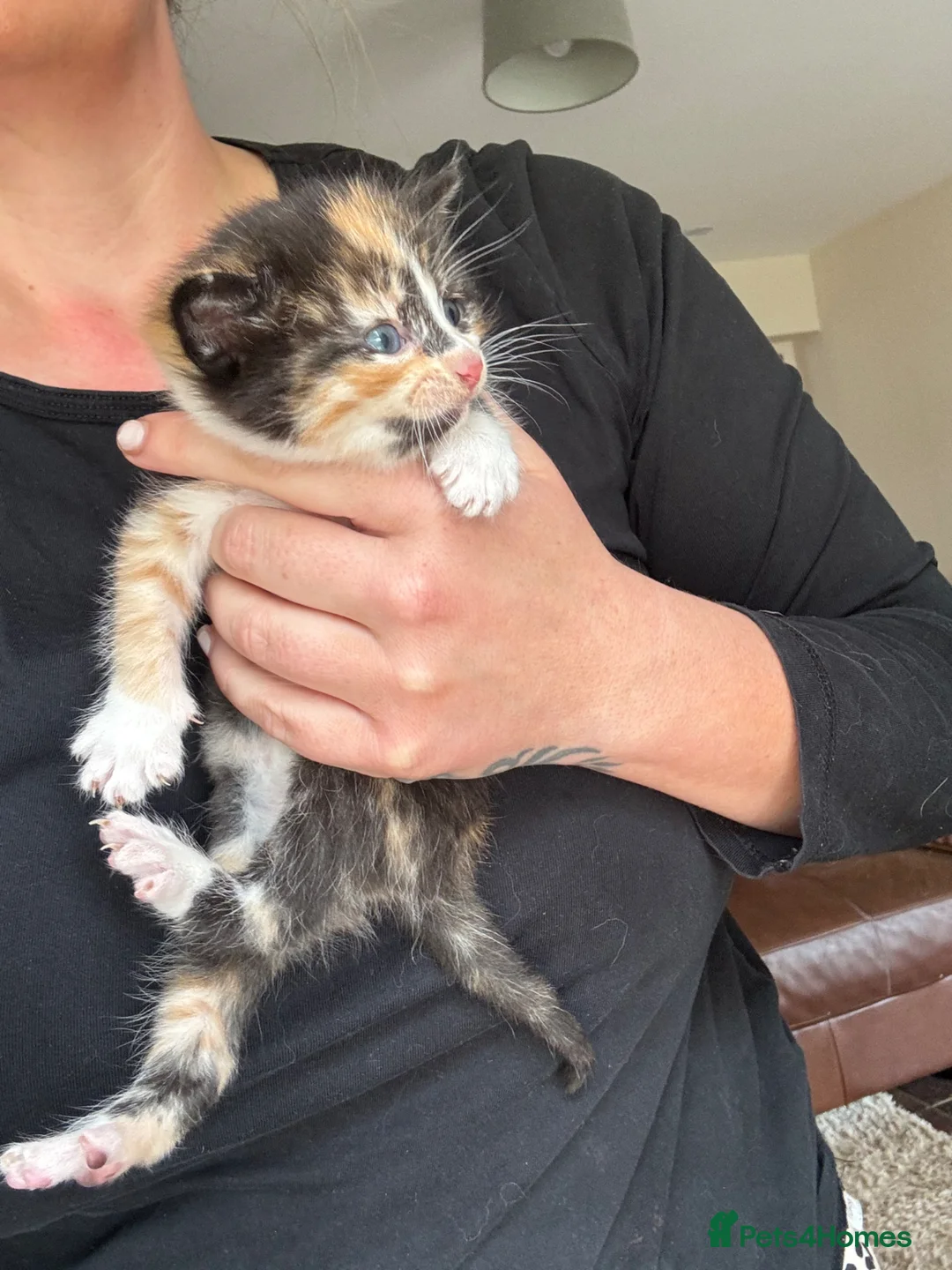 Mixed Breed cats for sale: Stunning Kittens - Advert 10