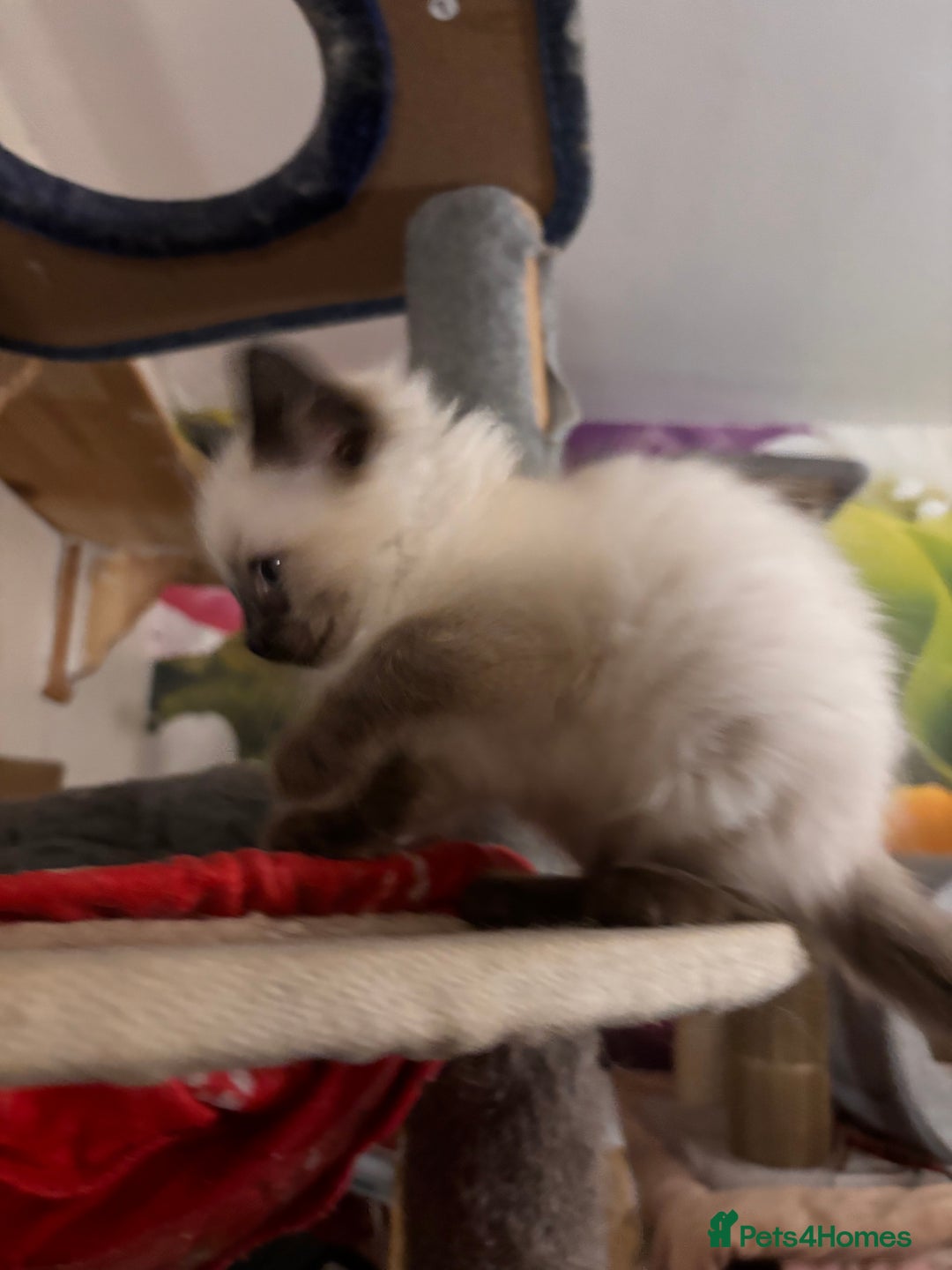 Ragdoll cats for sale: Ragdoll Bluepoint/sealpoint - Advert 8