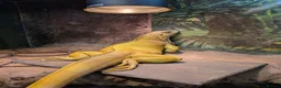 Iguana reptiles for sale: Albino Female Iguana – 5 Years Old & Friendly - Advert 3
