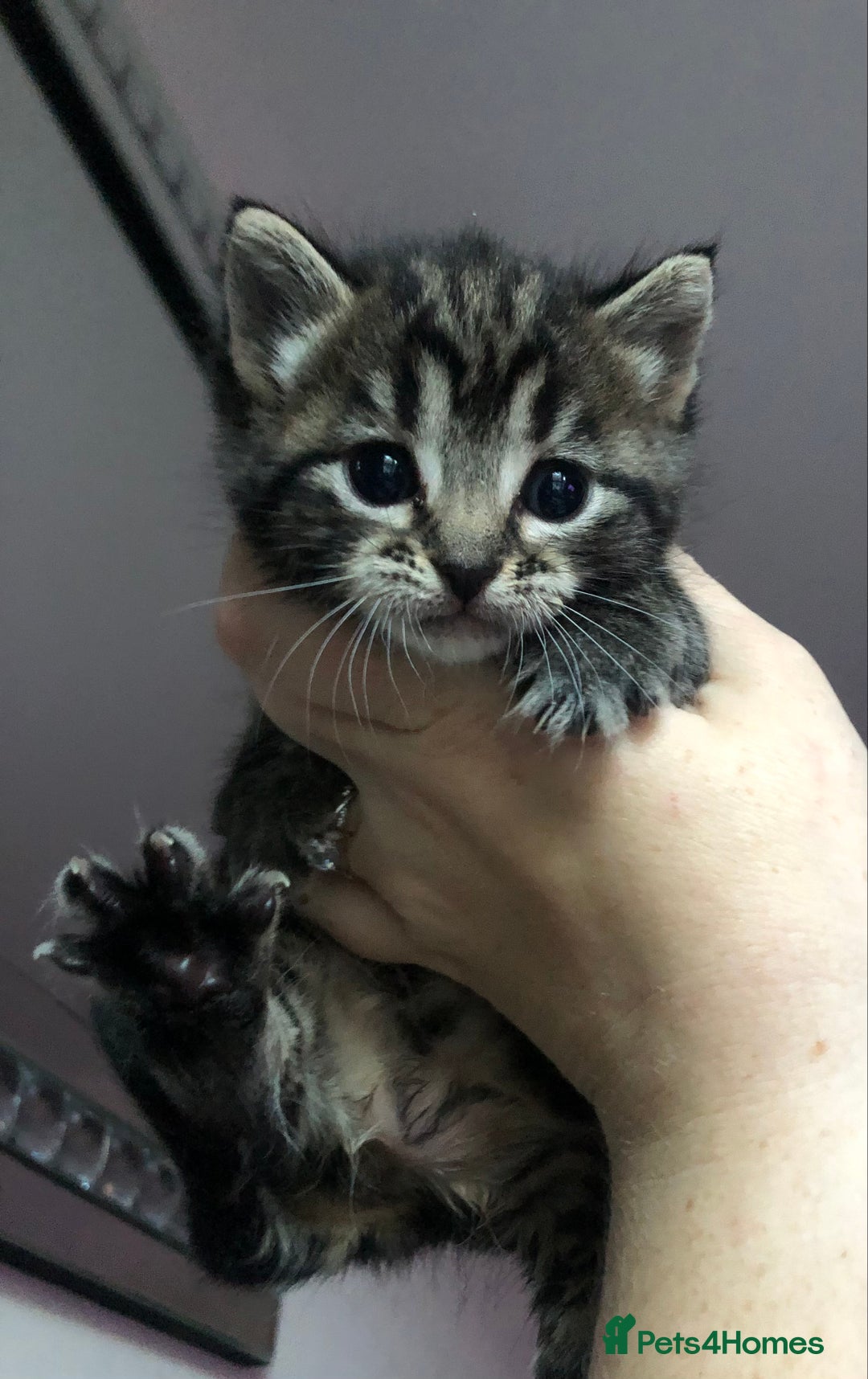 Mixed Breed cats for sale: 3 Beautiful Kittens - Advert 3