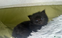 Siberian cats for sale: Siberian X kittens - Image 3