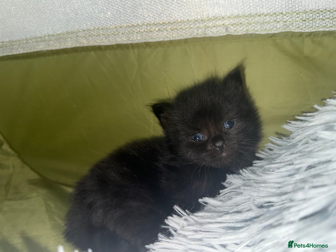Siberian cats for sale: Siberian X kittens - Image 3