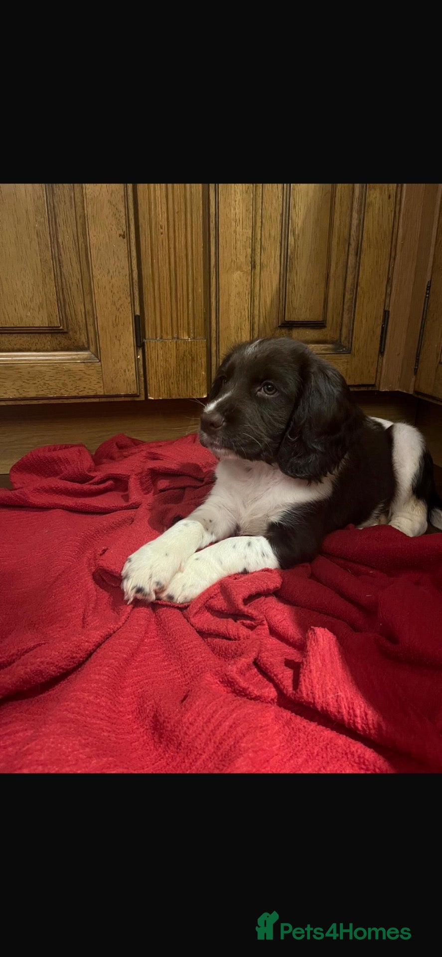 English Springer Spaniel dogs GORGEOUS ENGLISH SPRINGER SPANIEL PUPPIES - Advert 2