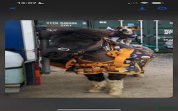 Shetland pony horses for sale: Miniature Shetland Pony. Ideal first pony. - Image 3