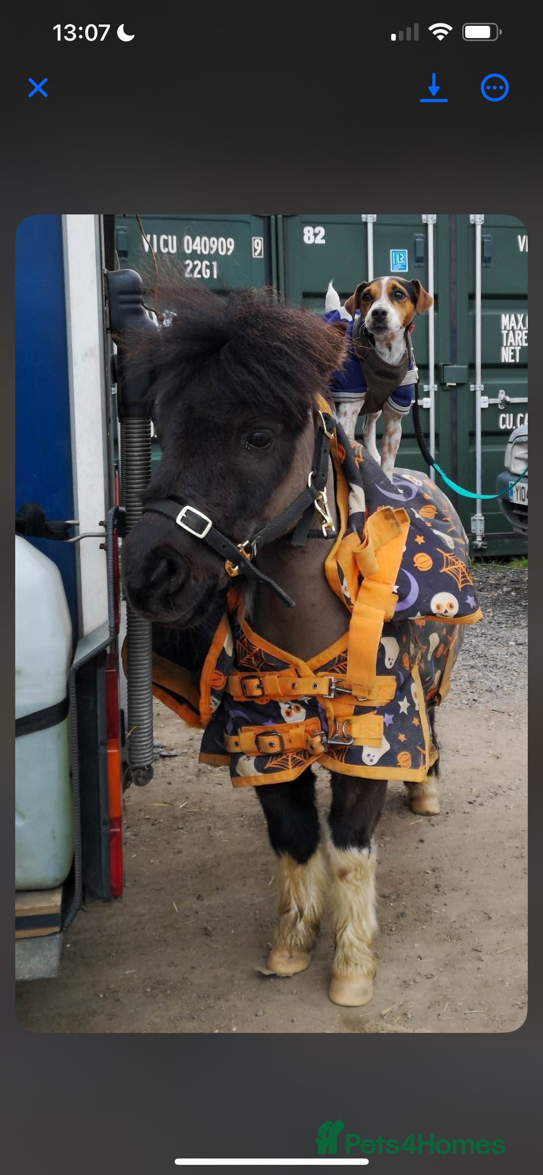 Shetland pony horses for sale: Miniature Shetland Pony. Ideal first pony. - Image 3