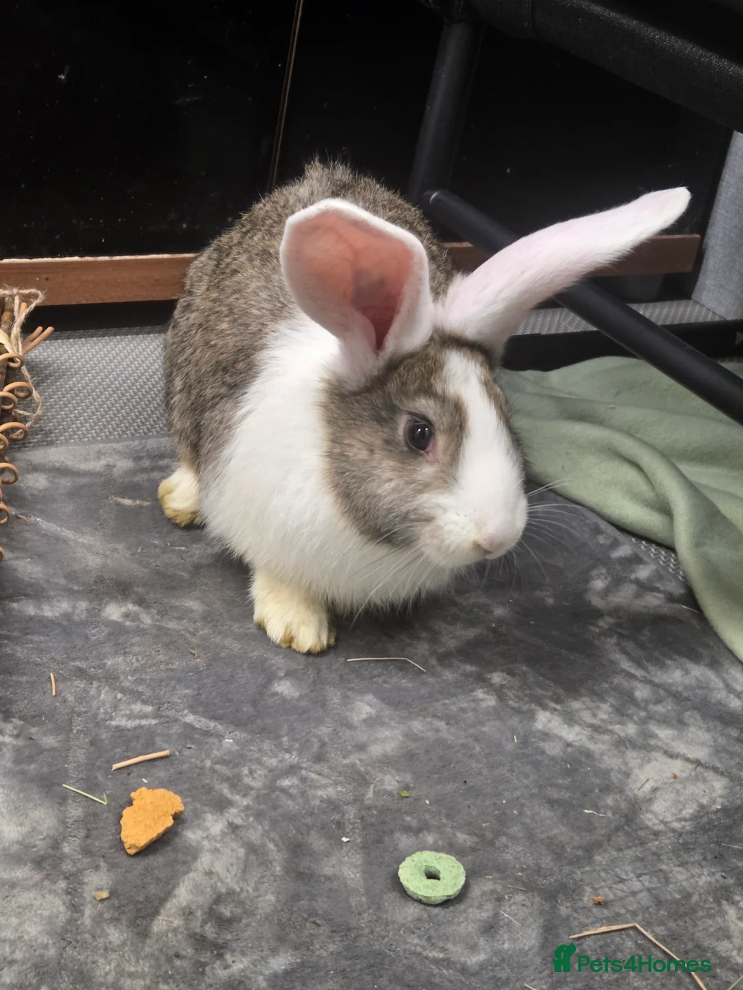 Continental Giant rabbits for sale: Neutered continental giant looking for new home - Advert 9