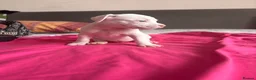 American Bully dogs for sale: Stunning American bully puppies for sale  - Advert 19