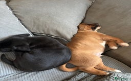 Mixed Breed dogs for sale: Chunky boys - Advert 20