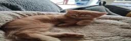 Scottish Fold cats for sale: 3 ginger girls and one boy available    - Advert 30