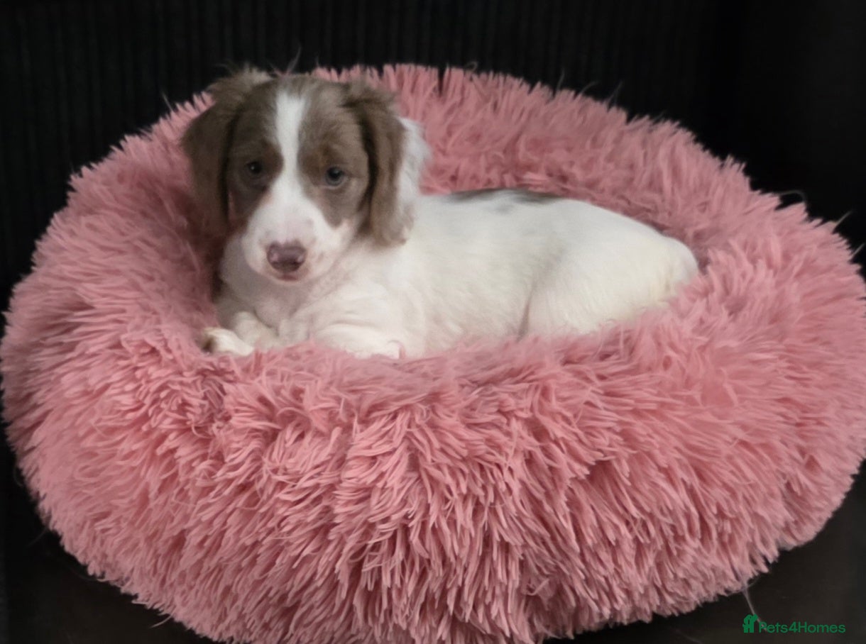 Miniature Dachshund dogs Last long hair miniature dachshund girl pied - Advert 4