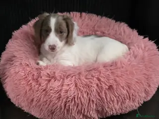 Miniature Dachshund dogs Last long hair miniature dachshund girl pied - Advert 18