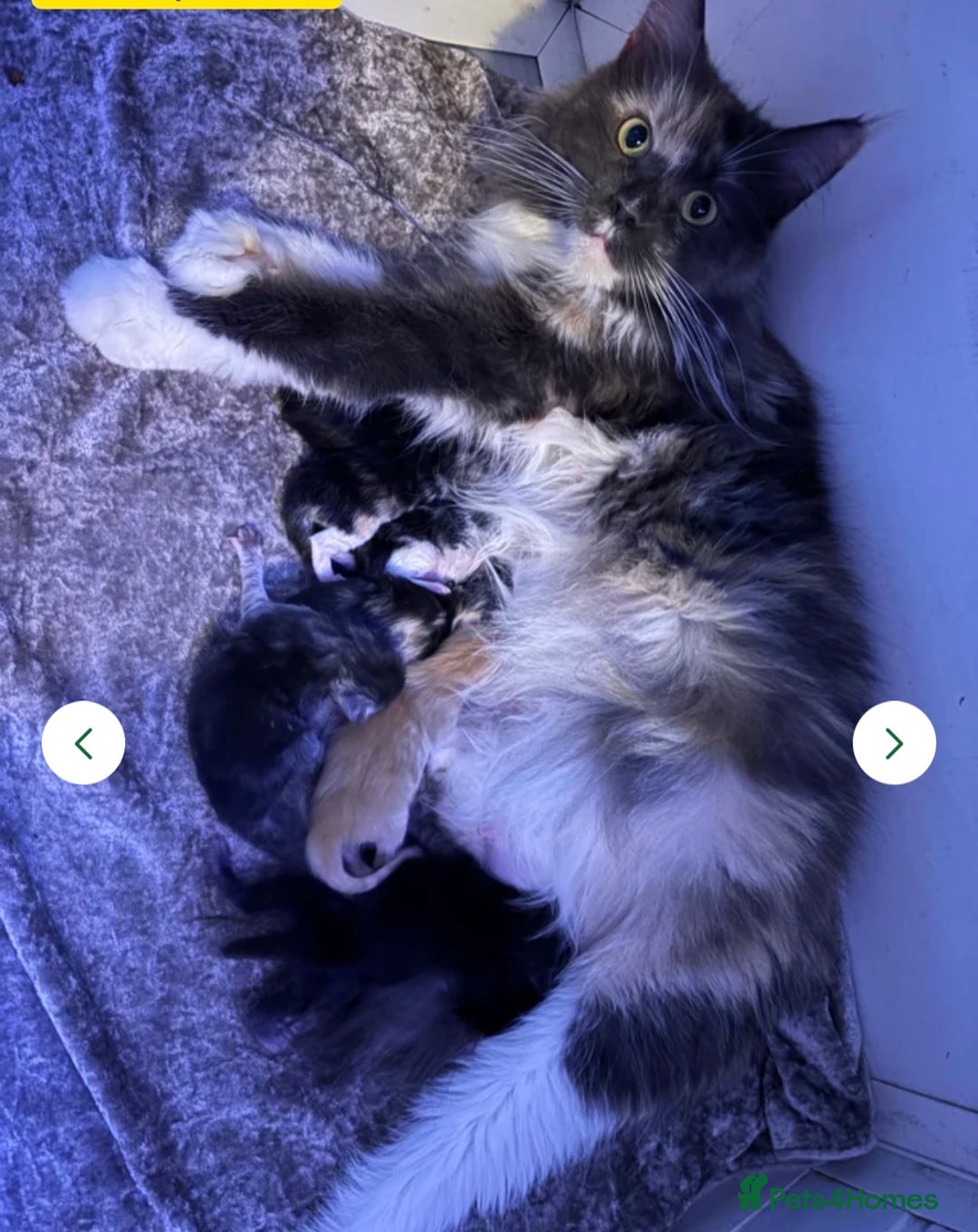 Maine Coon cats for sale: STUNNING LITTER OF MAINE COONS AVAILABLE - Advert 7