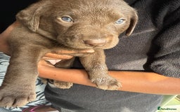 Labrador Retriever dogs for sale: EXCELLENT &UNIQUE LAB PUPPIES AV 12 NOV £1450 - Image 39