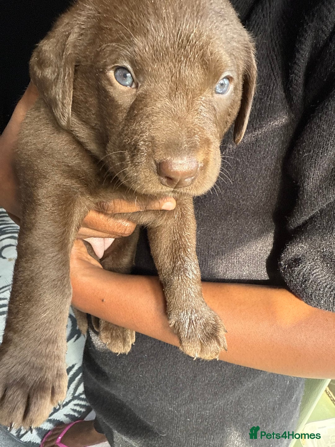 Labrador Retriever dogs for sale: EXCELLENT &UNIQUE LAB PUPPIES AV 12 NOV £1450 - Image 39
