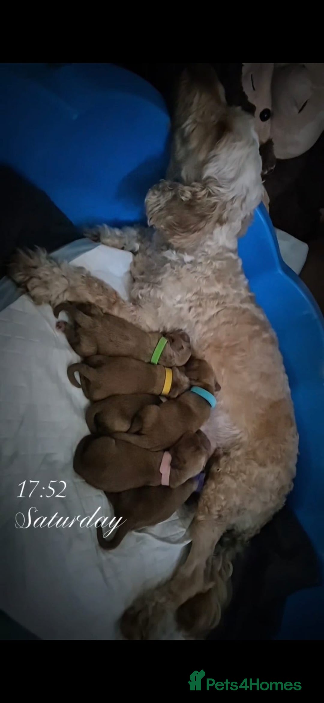 Cockapoo dogs for sale: F1B Cockapoo's - Image 9
