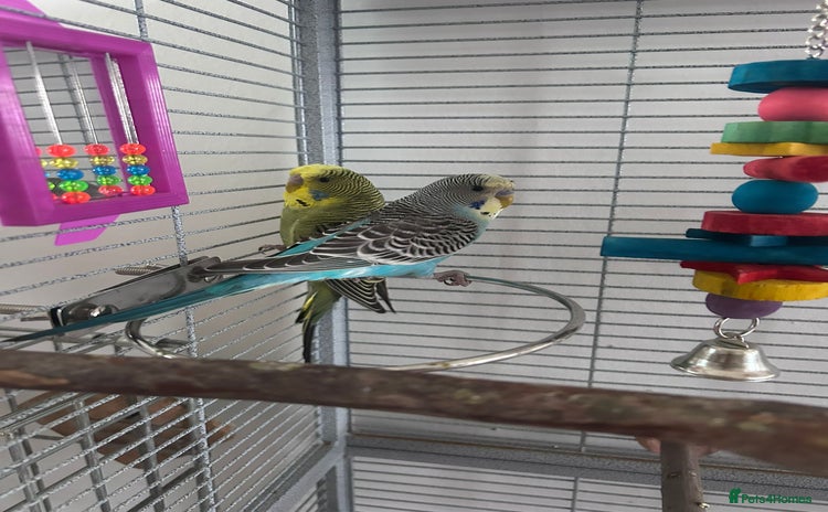Budgerigars birds - Advert 6