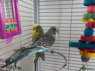 Budgerigars birds - Advert 12