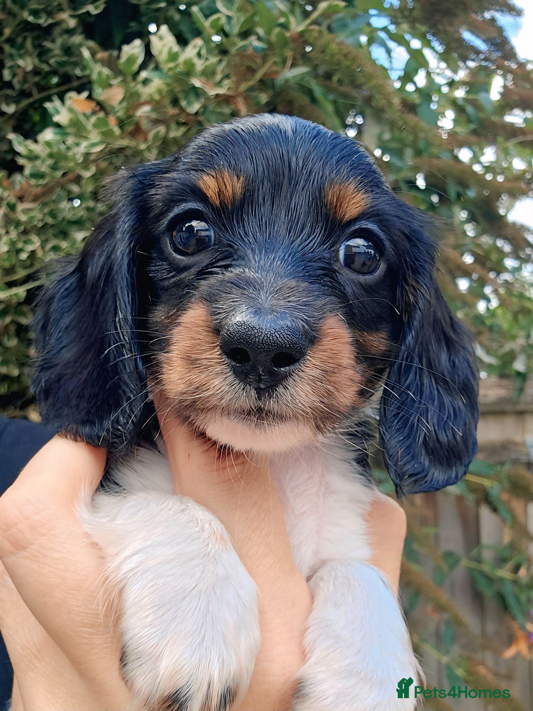 Miniature Dachshund dogs for sale: Female Miniature Long Haired Dachshunds Available - Image 3