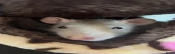 Rat rodents for sale: 2x rats and cage for sale - Advert 5