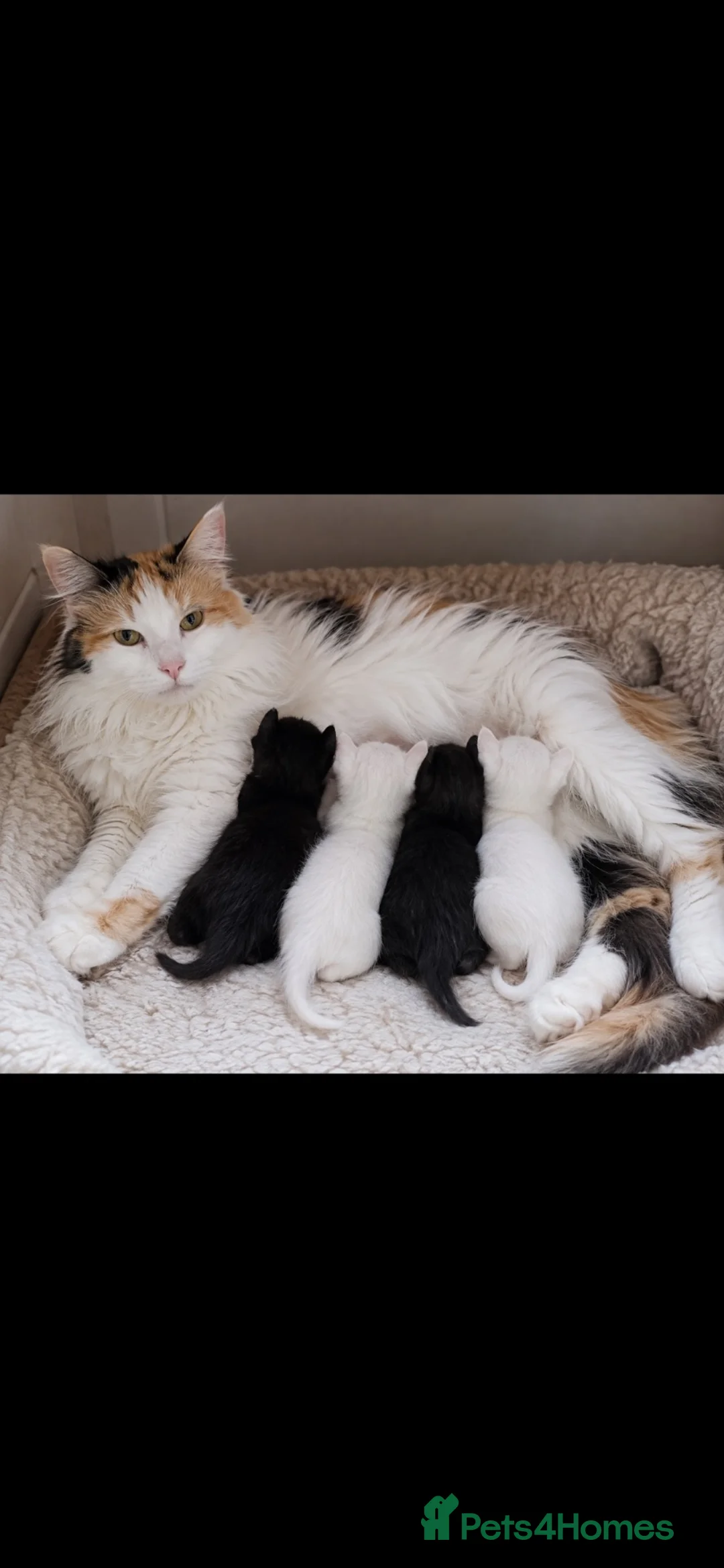 Mixed Breed cats for sale: 10 week old female kitten - Advert 9