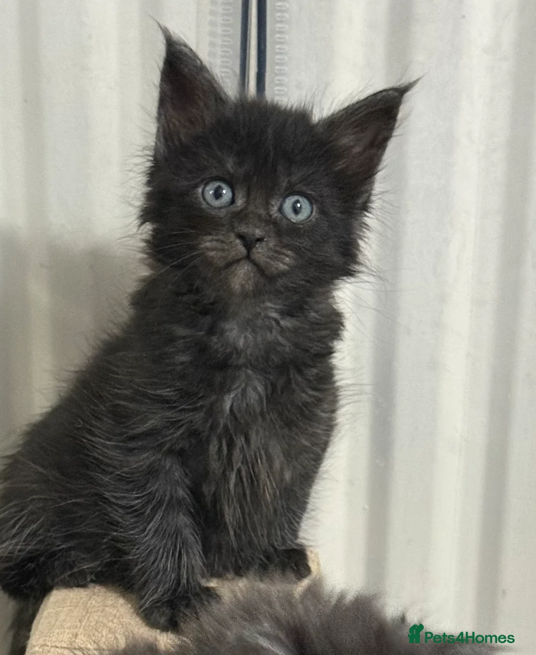 Maine Coon cats for sale: Black Smoke Maine Coon TICA Reg Ready April - Advert 1