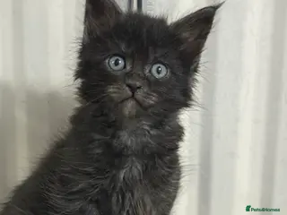 Maine Coon cats Black Smoke Maine Coon TICA Reg Ready April - Advert 17