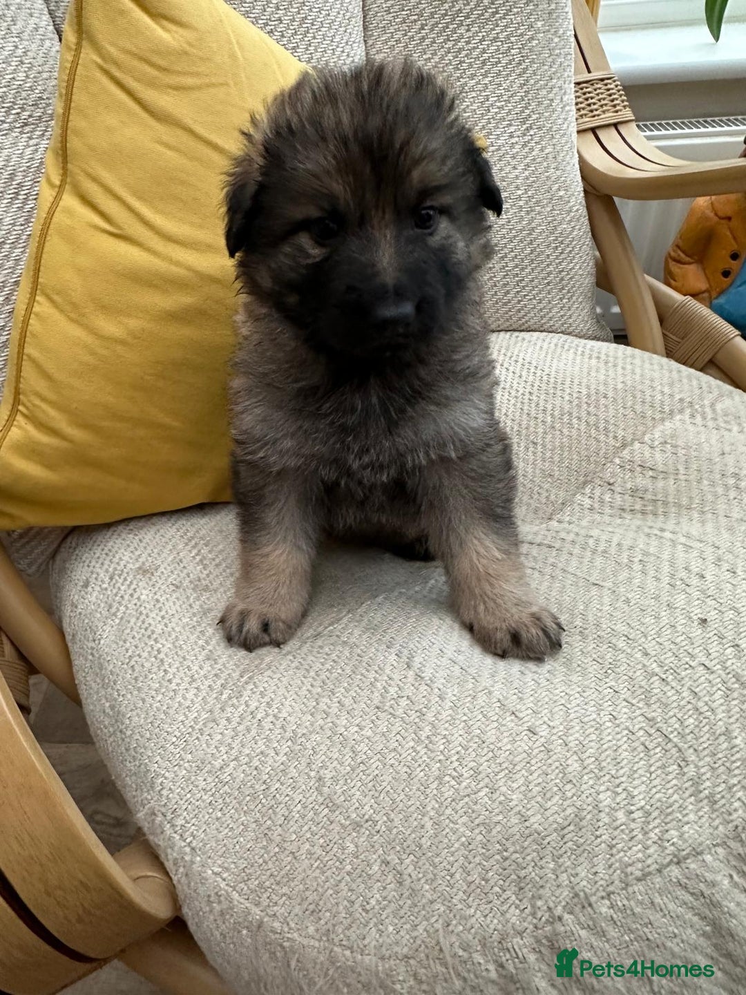 German Shepherd dogs for sale: GSD puppies - Advert 6