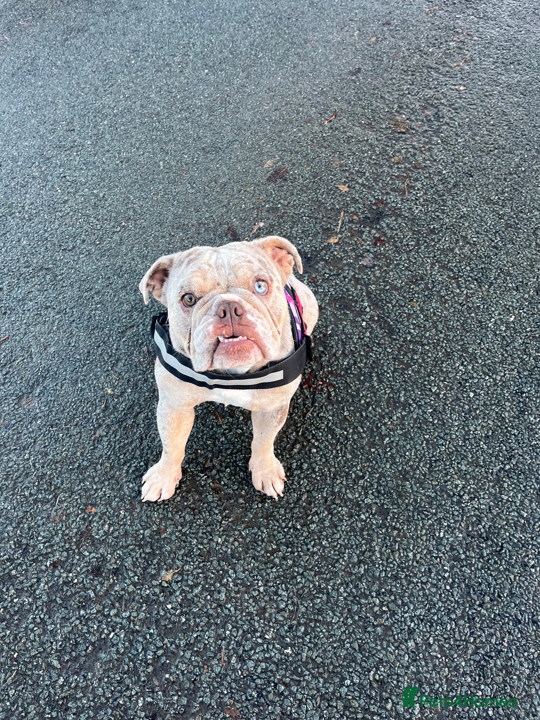 English Bulldog dogs for sale: 2 year old Lilac merle  - Advert 5