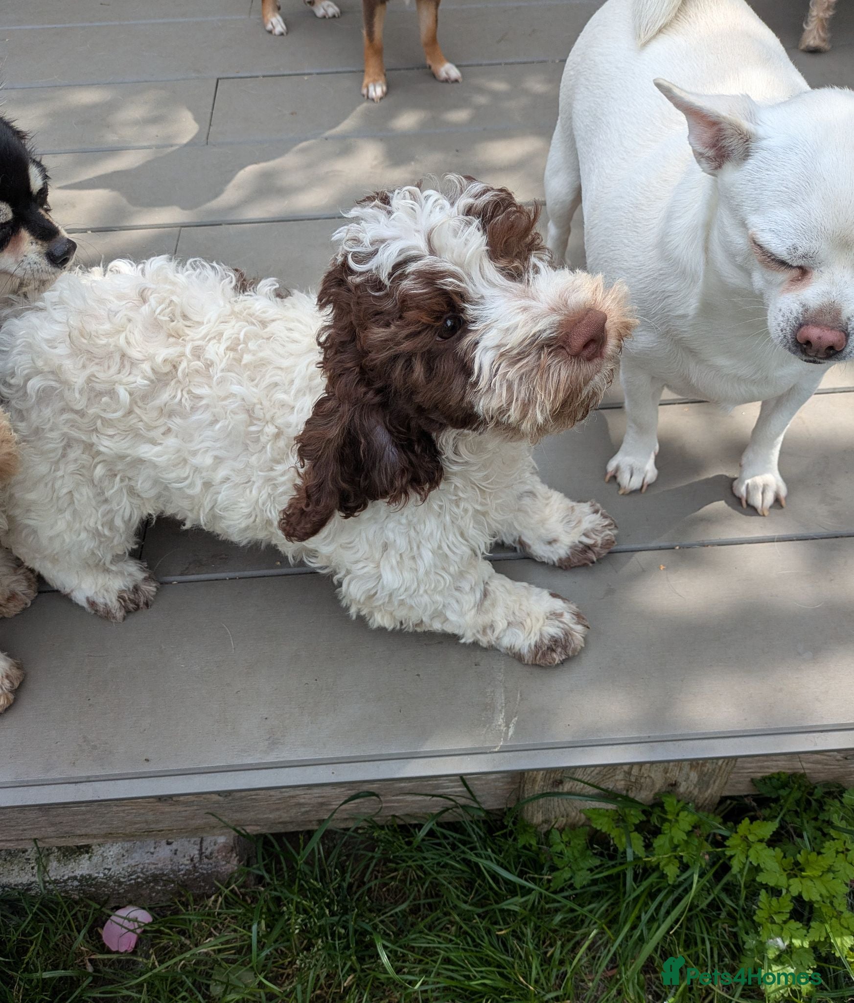 Cockapoo dogs 5 ⭐ DNA tested F1 cockapoos - Advert 2