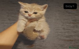 British Shorthair cats for sale: British shorthair kittens and scotish fold  - Image 16