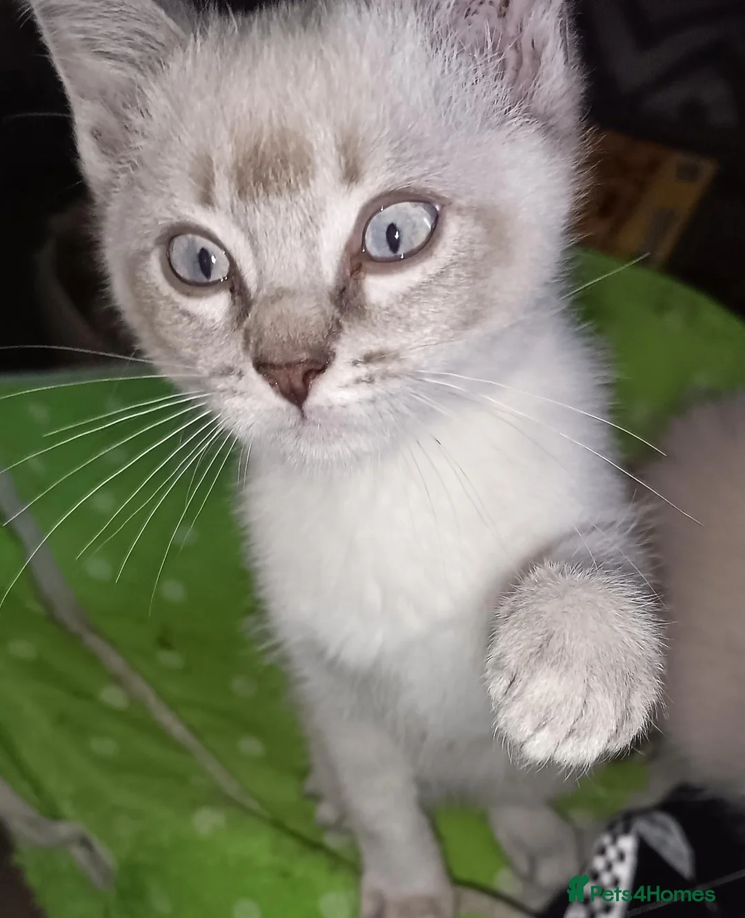 Ragdoll cats for sale: Last male  in Huddersfield - Advert 2