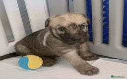 Soft Coated Wheaten Terrier dogs for sale: Soft coated wheaten terrier puppies  - Image 7