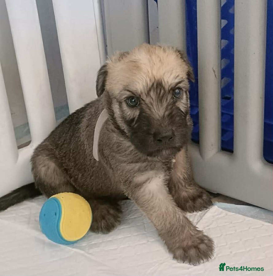 Soft Coated Wheaten Terrier dogs for sale: Soft coated wheaten terrier puppies  - Image 7